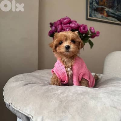 Small Toy Maltipoo Puppies