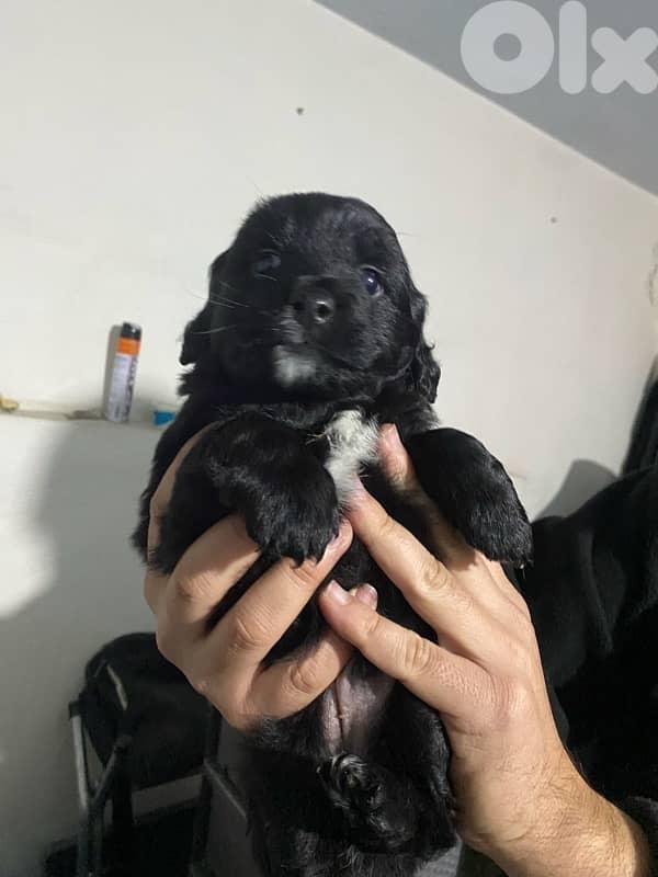 puppies for sale 1