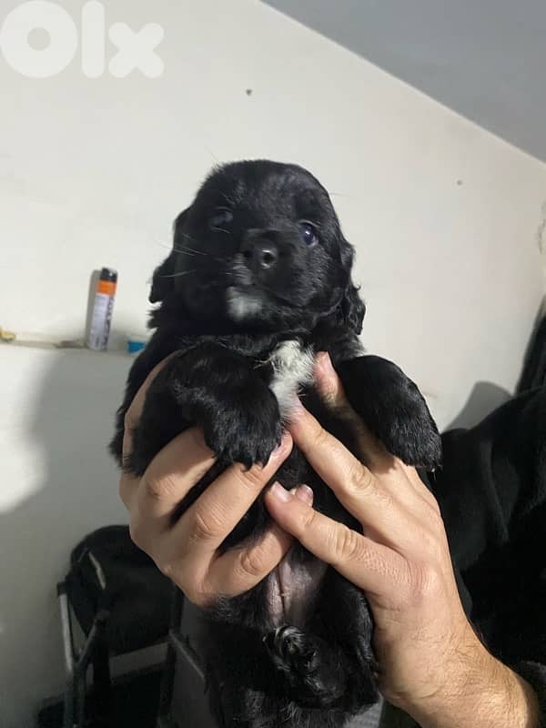 puppies for sale 1