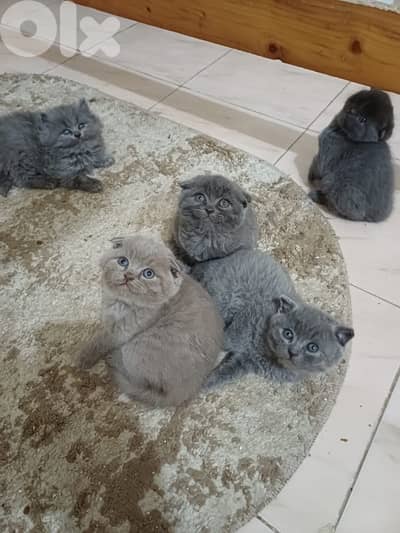 scottish fold kitten