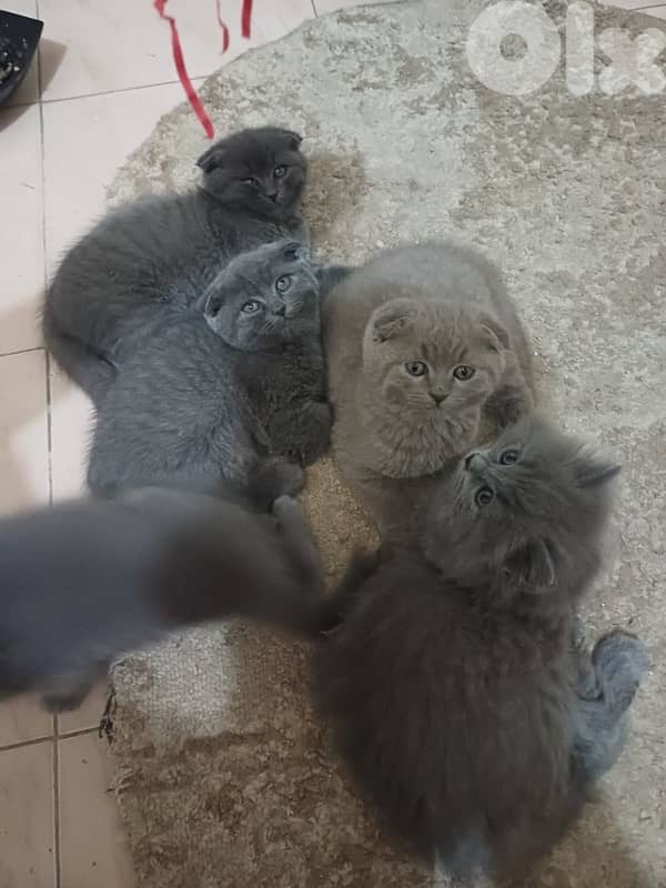 scottish fold kitten 1