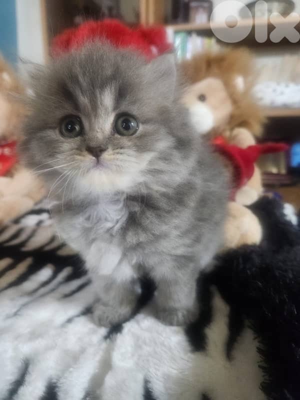 scottish fold kitten 3
