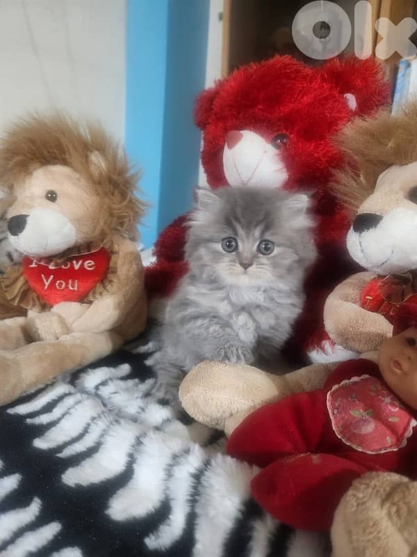 scottish fold kitten 4