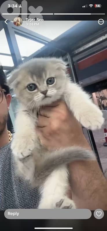 scottish fold kitten 5