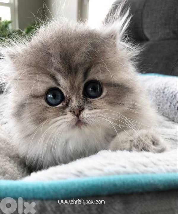 scottish fold kitten 6