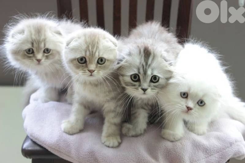 scottish fold kitten 7