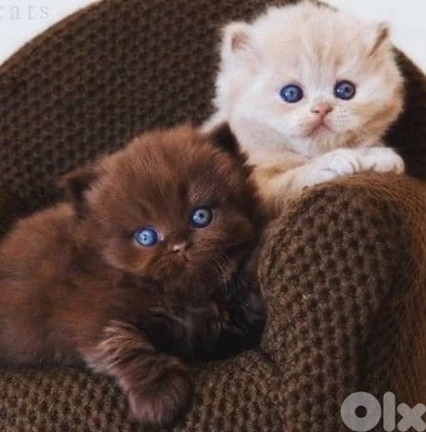 scottish fold kitten 8