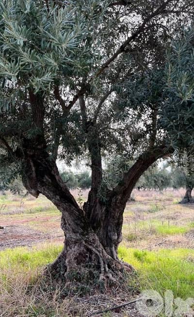 Mercedes-Benz 200 Series 2026