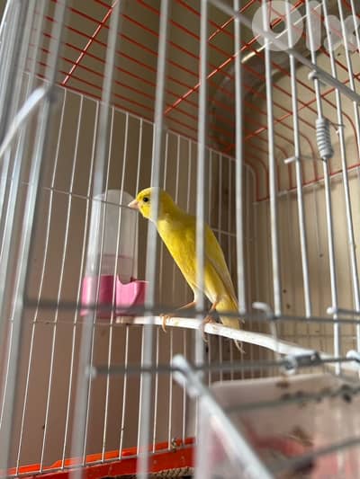 canary for sale