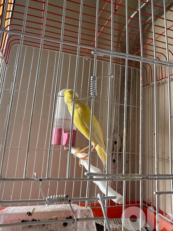 canary for sale 1