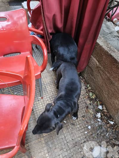 pitusky puppies for sale