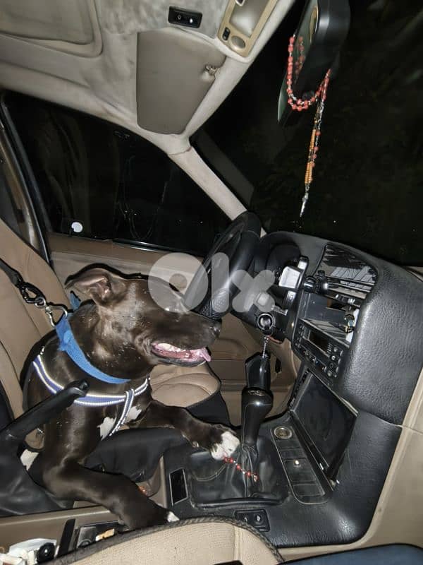 pitusky puppies for sale 1