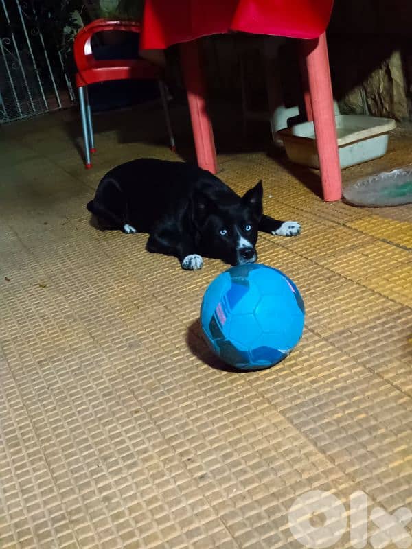 pitusky puppies for sale 2