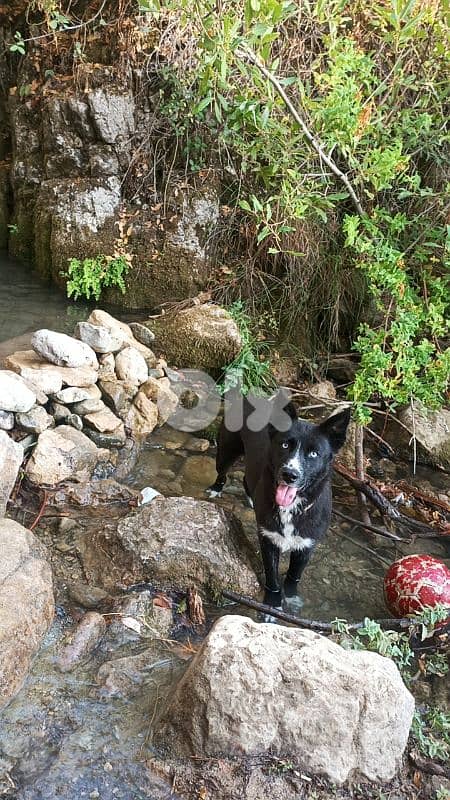 pitusky puppies for sale 3