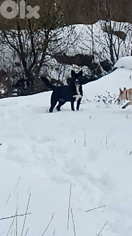 pitusky puppies for sale 4