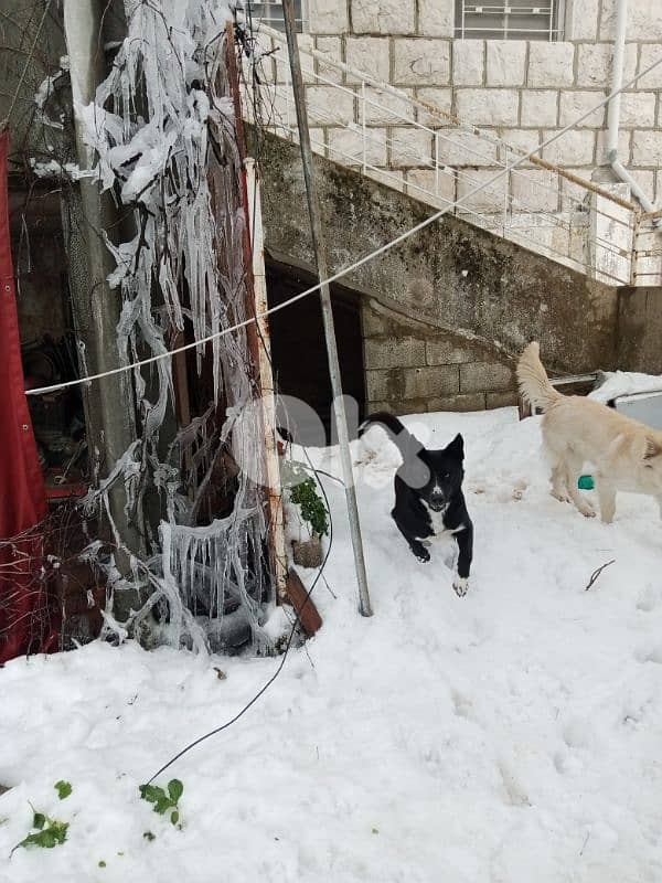 pitusky puppies for sale 5