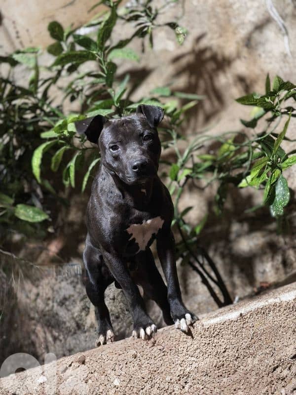 pitusky puppies for sale 6