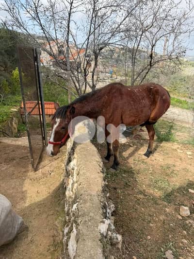 حصان انثى للبيع