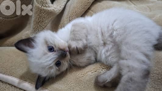 قط للبيع سيامي  وشيراز