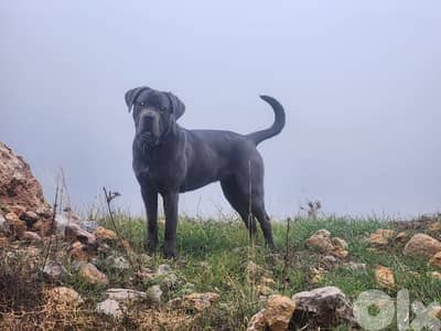 canecorso