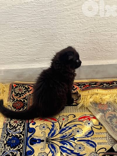 ذكر صغير عمرو شهرين مفطوم عن امه وبياكل دراي فوود