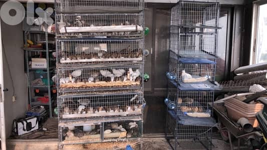 فري للبيع يوجد لحم فري و بيض