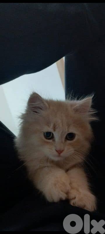 طرابلس الميناء