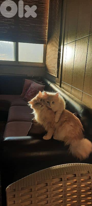 طرابلس الميناء