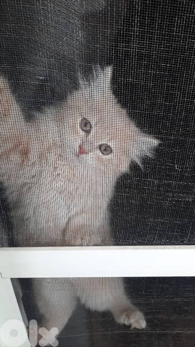 طرابلس الميناء