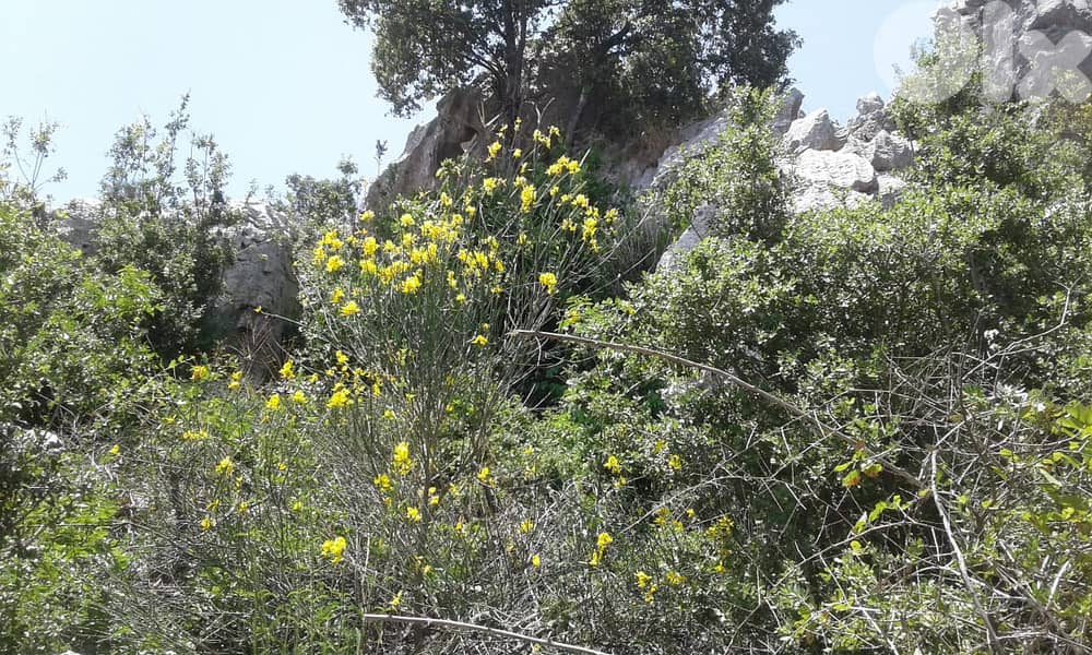 RWK122MF - Land for sale in Achkout with view 2
