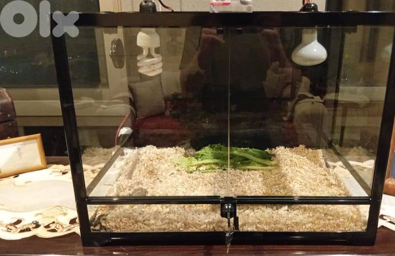 terrarium for sale 1