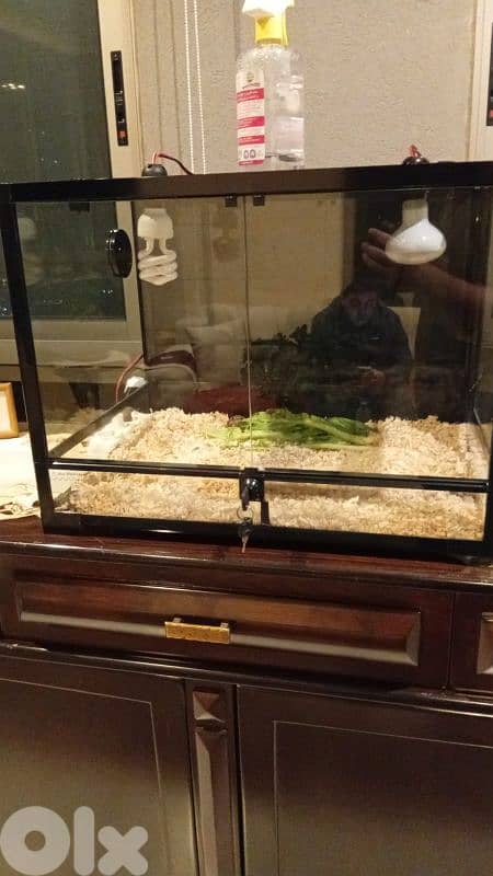 terrarium for sale 2