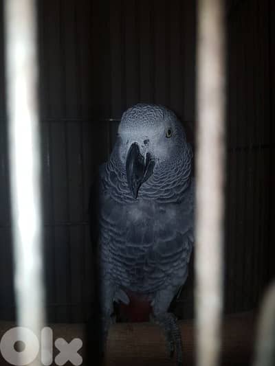 بغبغاء كاسكو عائل متكلم ذكر بالغ