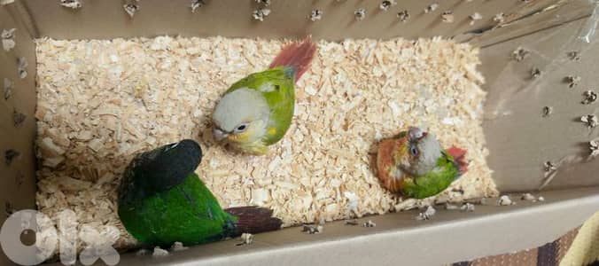 فراخ ببغاء كنيور