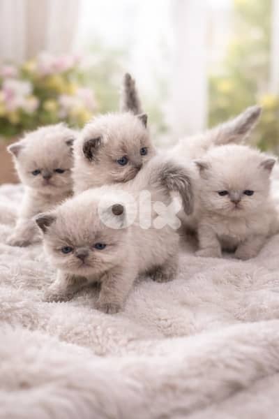 Premium Kittens Available for Reservation!!