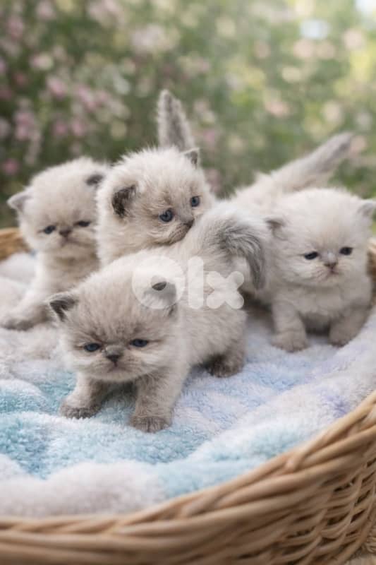 Premium Kittens Available for Reservation!! 1