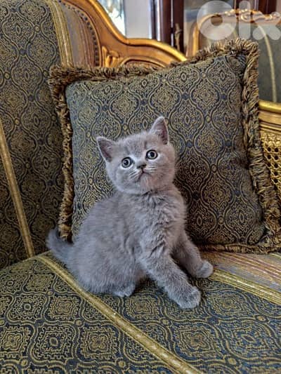 super cute british short hair