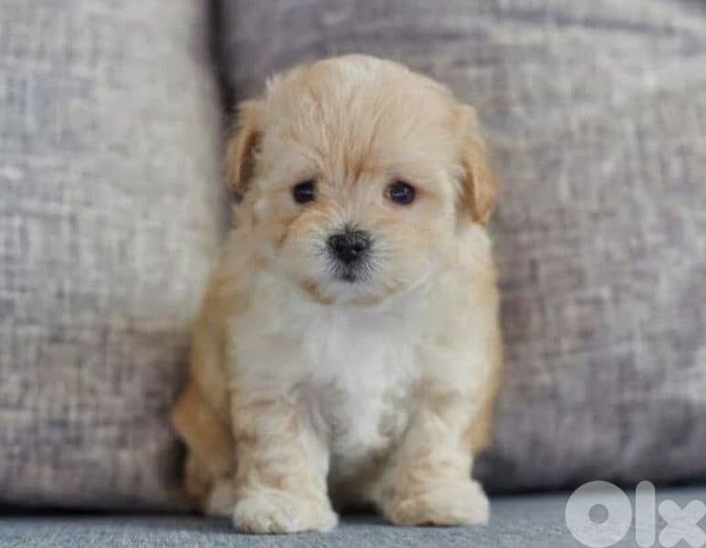 maltipoo 1