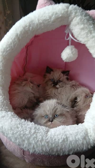 Premium Ragdoll Kittens – Limited Availability