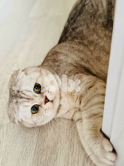 scottish chanchilla مطعمة