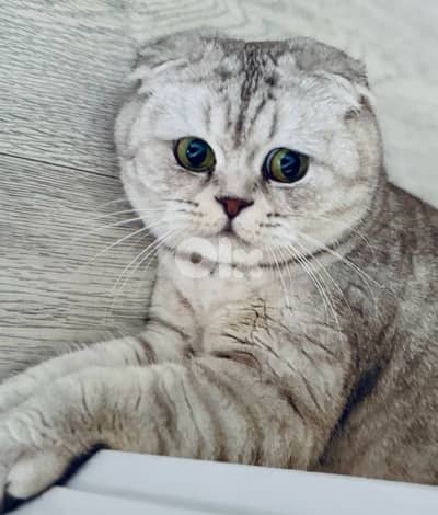 scottish chanchilla مطعمة