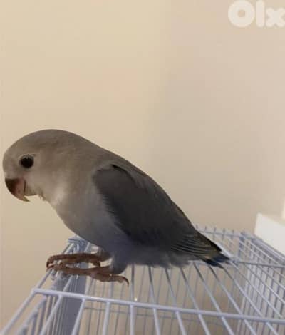 م. ط. ل . . . و. ب. روز مروض