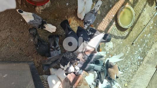 صيدا  بقسطا