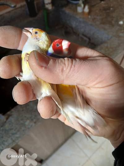 طرابلس القبة