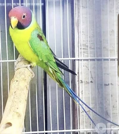 فينش بادجي انكلبزي و باروت