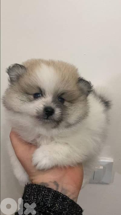 Pomeranian spitz male vaccine 70993656