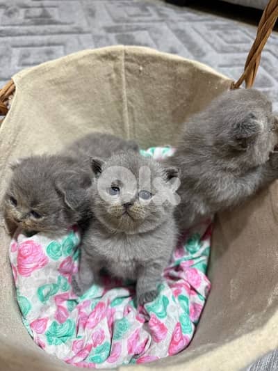 عكار الشمال