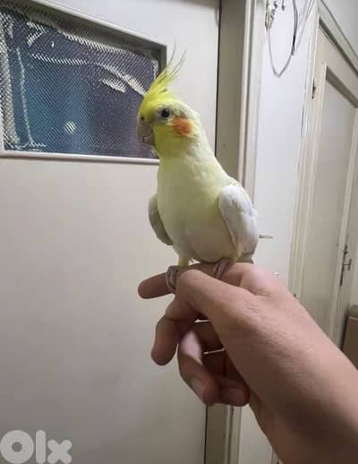 karawan tamed for sale