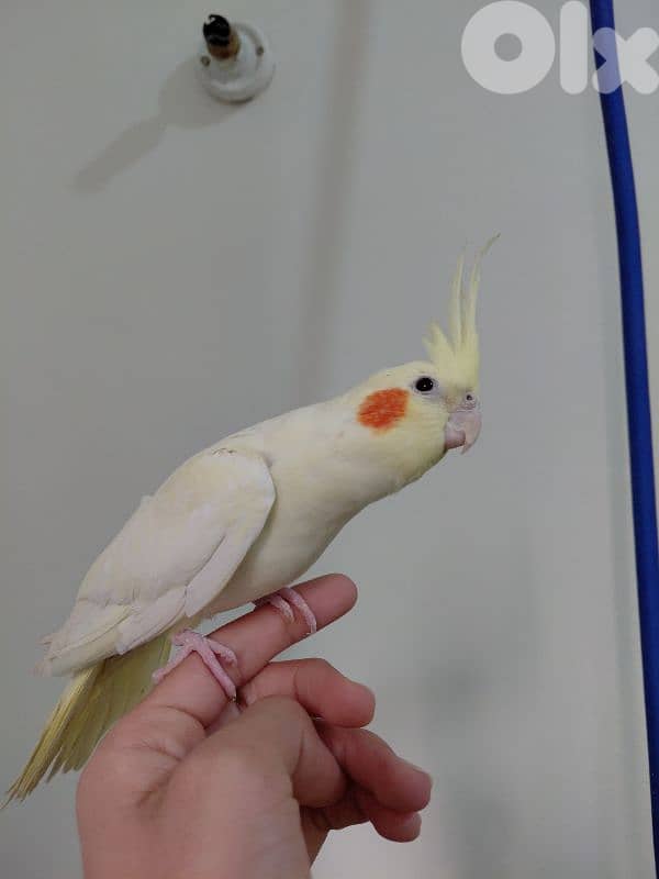 karawan tamed for sale 1