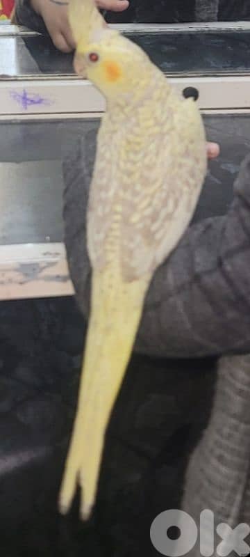 male كروان cockatiel ذكر